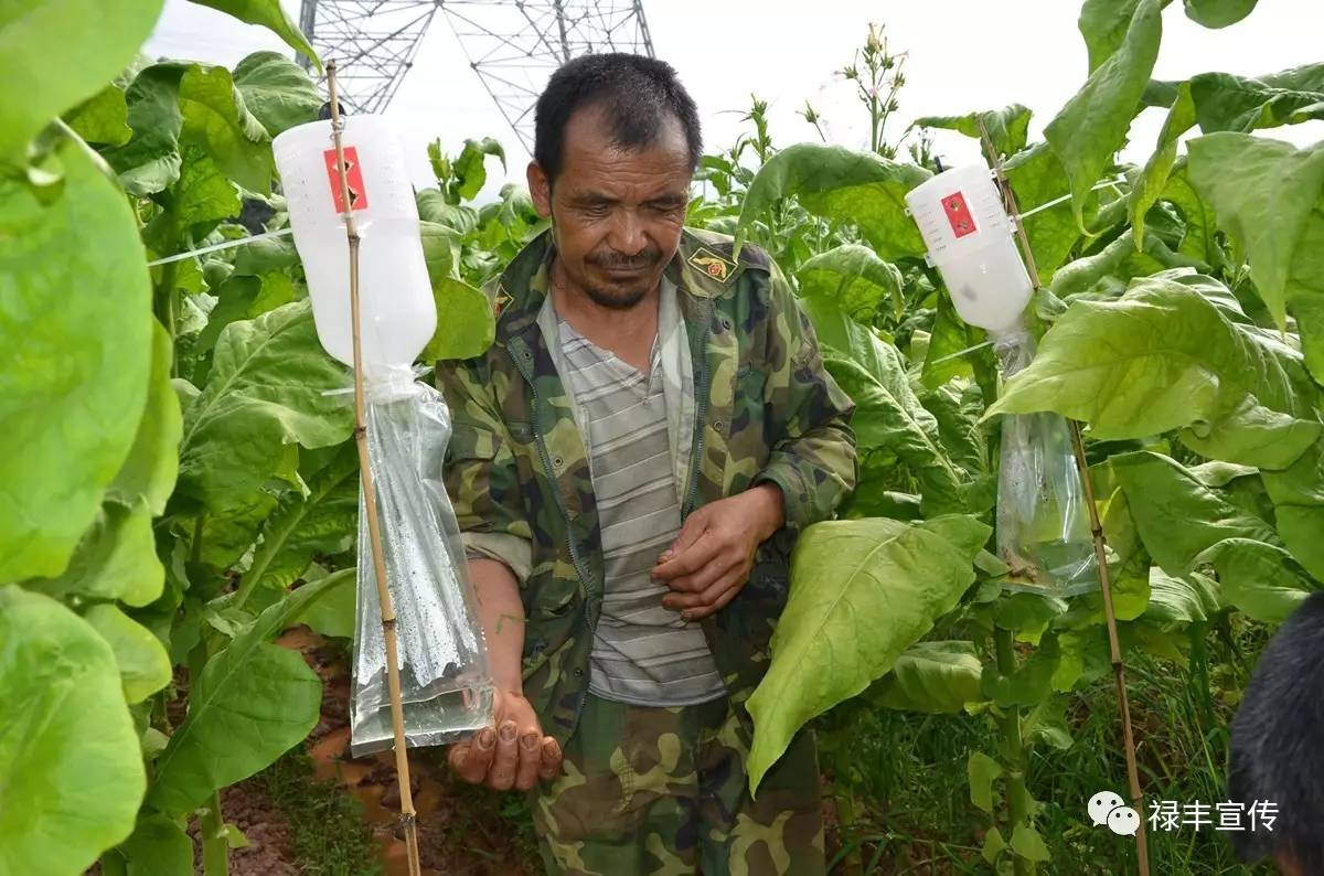 【农业科技】禄丰县利用生物防治技术提高烟叶质量