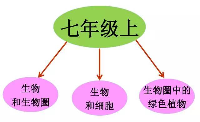 【生物】初中生物七年级上知识框架