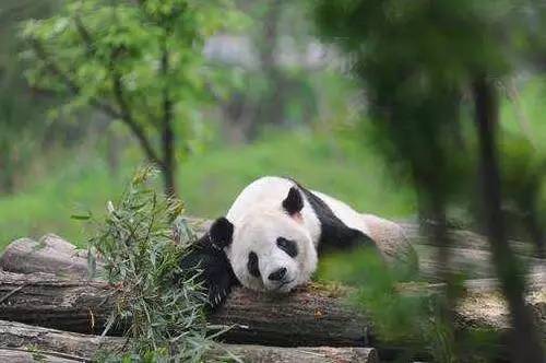这些动物比熊猫更珍贵，在北京十渡安家落户