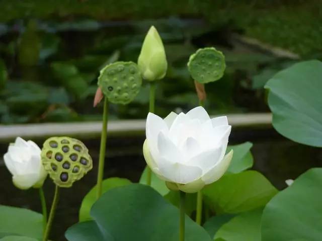 夏雨风荷简谱_一首葫芦丝歌曲 夏雨风荷 清风徐来,祝你开心一夏天(2)