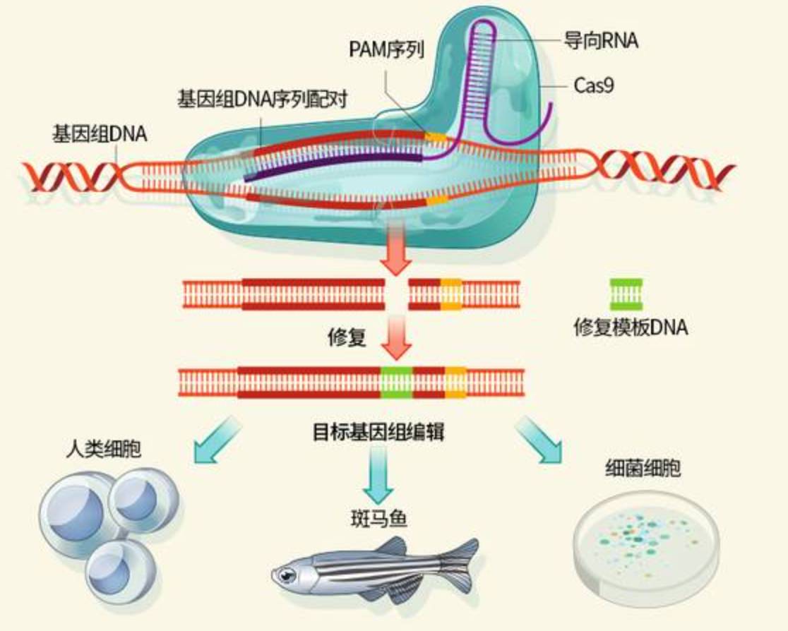 science今刊发重大突破80后中国女科学家解决异种器官移植关键难题多