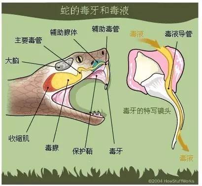 毒蛇的毒腺在头部,攻击猎物时通过牙齿把毒液喷射出来