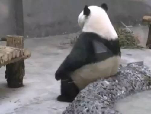 这只熊猫热到怀疑人生.