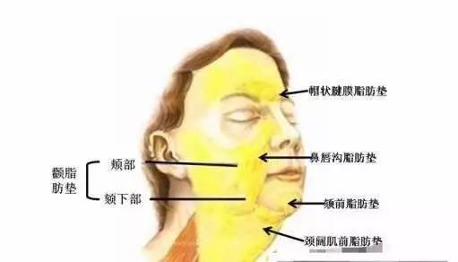 3 有明显的嘴角嘟嘟肉,即颊脂垫发达—颊脂垫属于深层脂肪,对面部