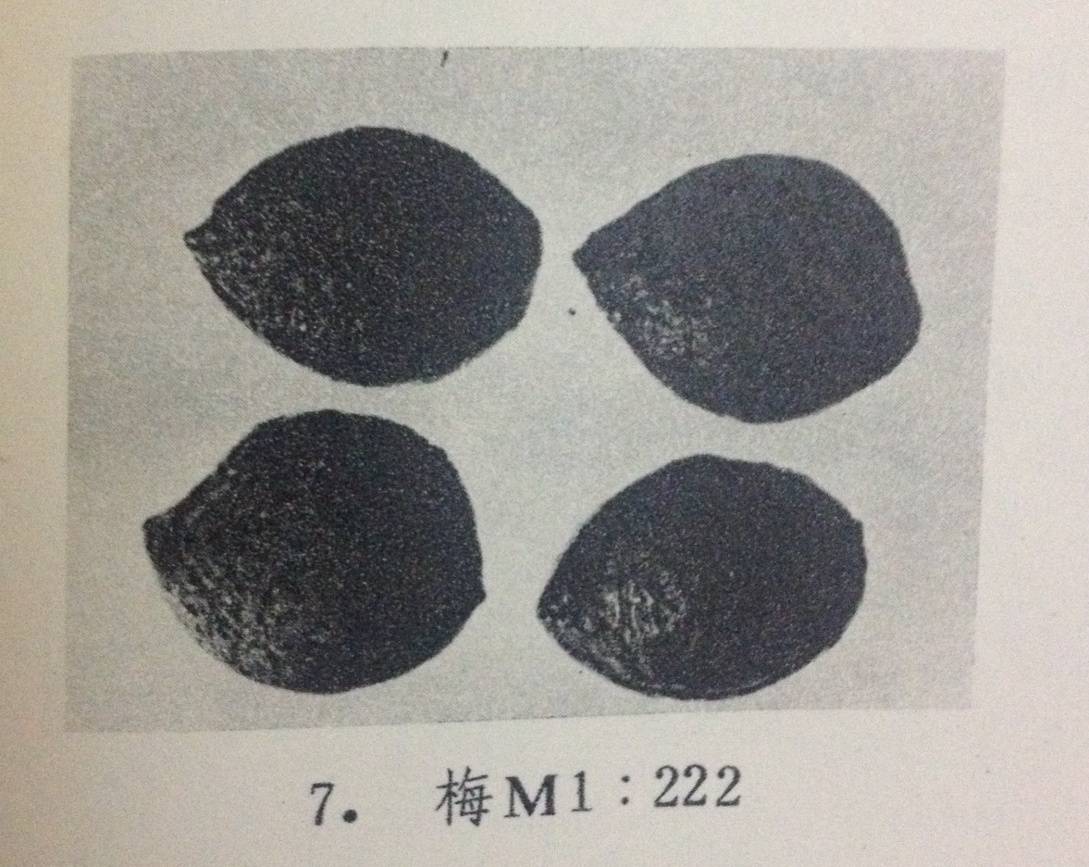 梅卅人口(2)