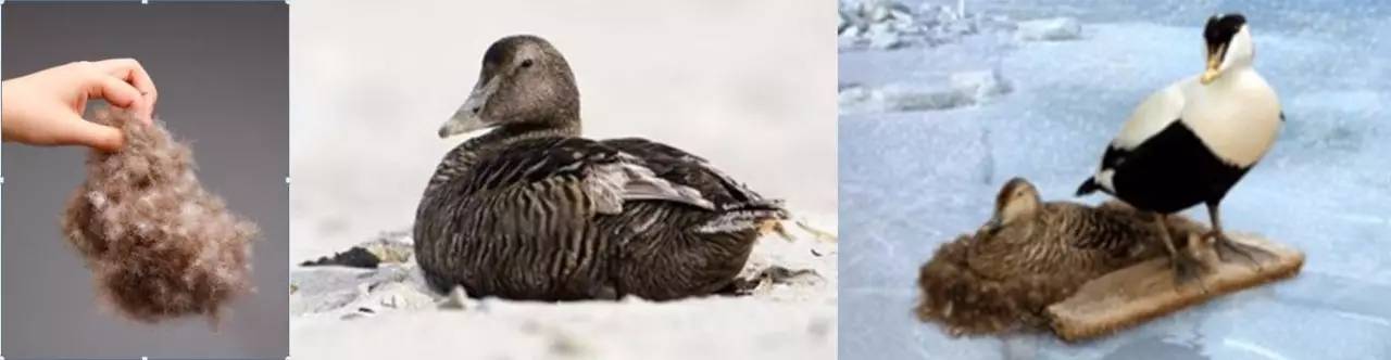 除了来自冰岛的珍稀雁鸭绒,我们还有波兰特有的科鲁达白鹅,加拿大优秀
