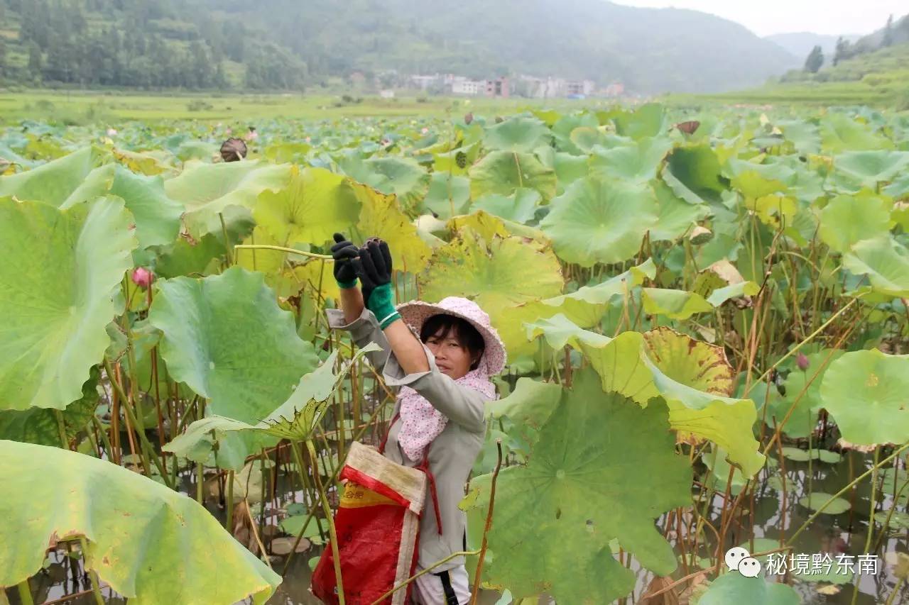 渡马镇人口_人口普查