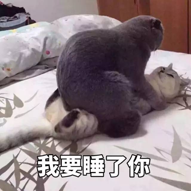 一大波小猫咪表情包萌萌哒动态图