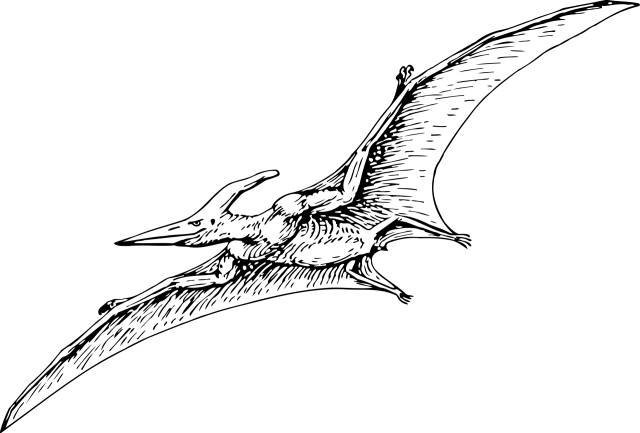 模仿翼龙绘制的龙的骨骼 图源:pixabay 无影手:但其实翼龙还有