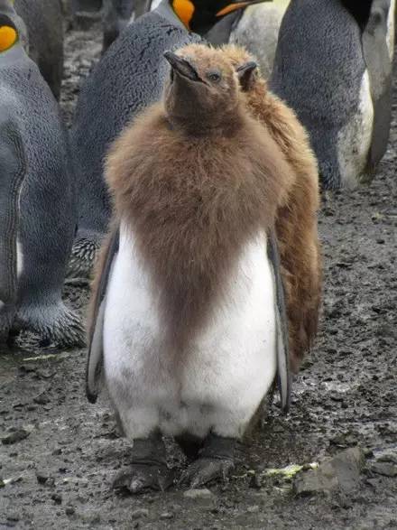 一群企鹅换毛,把海豹整绝望了,生无可恋的样子让人笑疯!