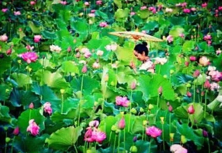 【福利】周六来麒麟水乡赏荷花,穿旗袍来有油纸伞送哦