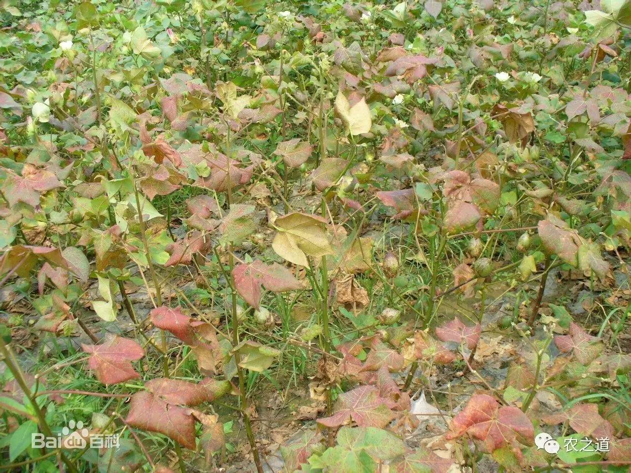 棉花红叶茎枯病发病过程为蕾期初发,花期普发,铃期盛发,吐絮期成片死