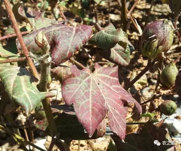 【棉花】当前棉花管理重点是防治棉花红叶茎枯病的发生