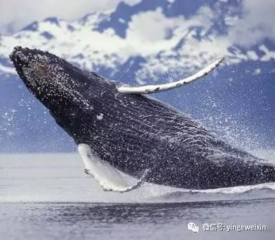 世界上最孤独的鲸_世界上最孤独的鲸鱼Alice