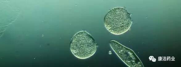 康洁 告诉您:奇妙的微生物在池塘中的作用