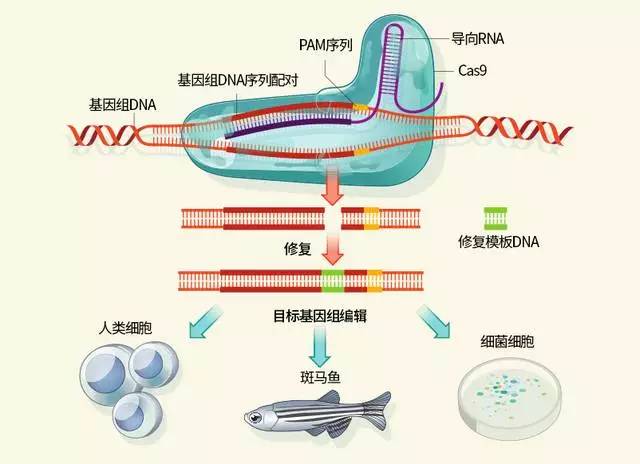 器官移植是什么原理_器官移植图片(2)