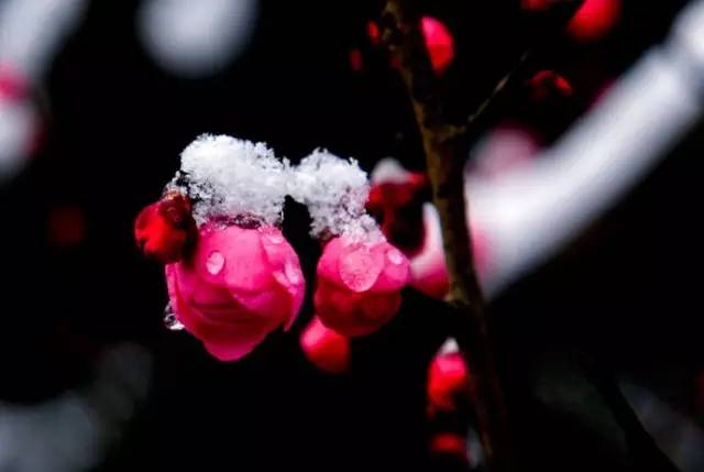 谁说梅花没有泪动态曲谱_谁说梅花没有泪图片