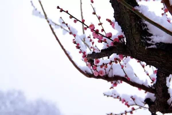 谁说梅花没有泪动态曲谱_谁说梅花没有泪图片