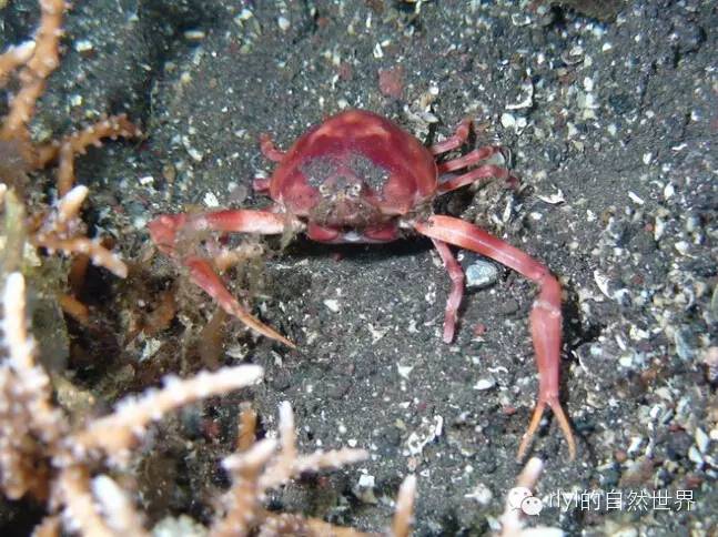 那些逗比的螃蟹名字万岁大眼蟹红色相机蟹逍遥馒头蟹