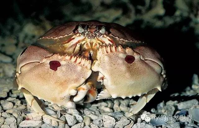 那些 逗比 的螃蟹名字 万岁大眼蟹 红色相机蟹 逍遥馒头蟹...... 