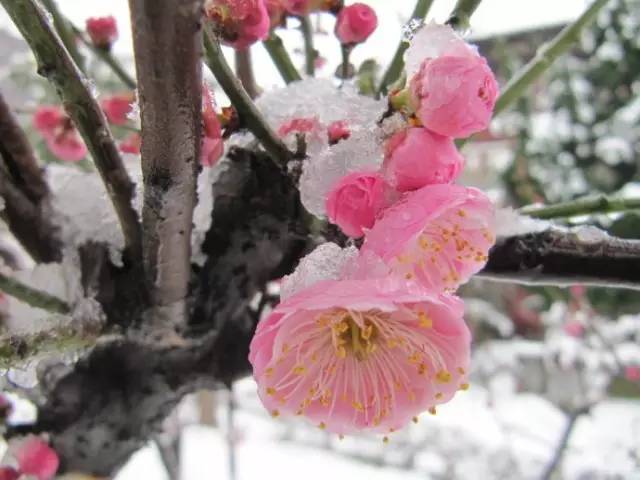 谁说梅花没有泪动态曲谱_谁说梅花没有泪图片