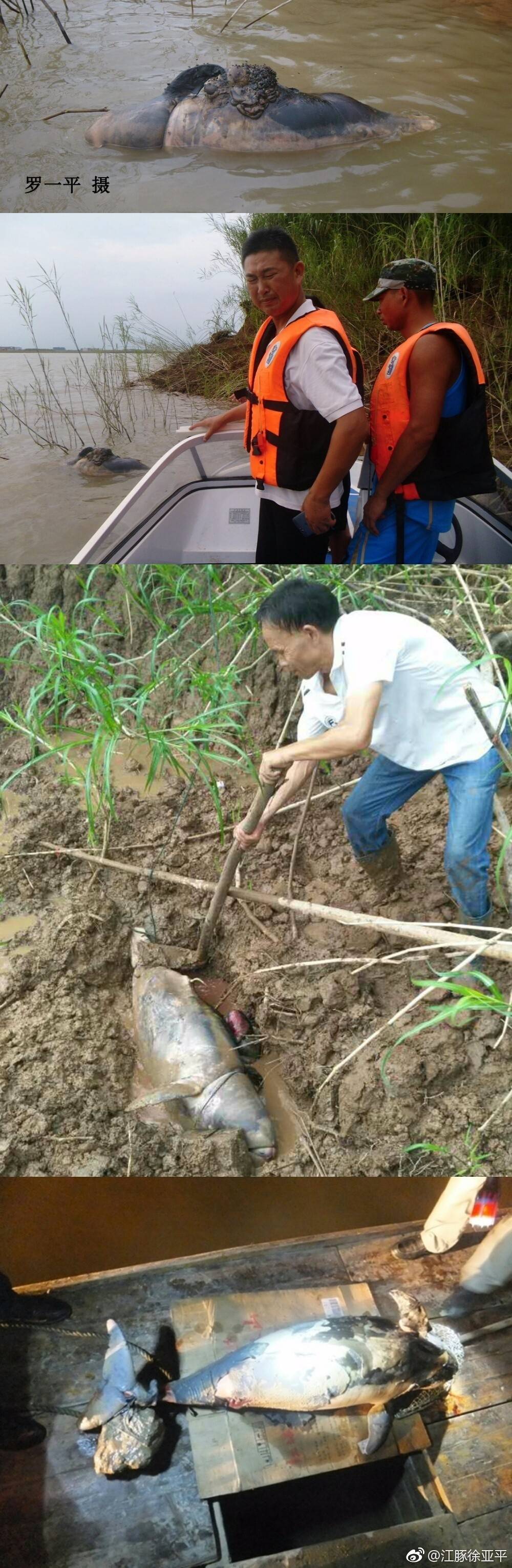 罗一平和县渔政局鹿角渔政站长罗漫辉等到达现场,发现1头已高度腐烂的