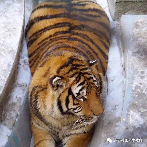 老虎胖成球——十只"橘猫"九只胖