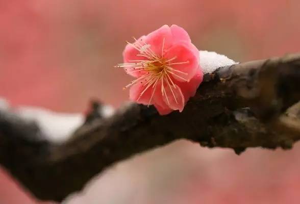 谁说梅花没有泪动态曲谱_谁说梅花没有泪图片