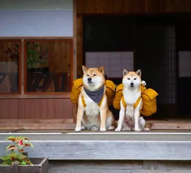 一只连喝水都在笑的柴犬,拥有260万粉丝,用笑容治愈了