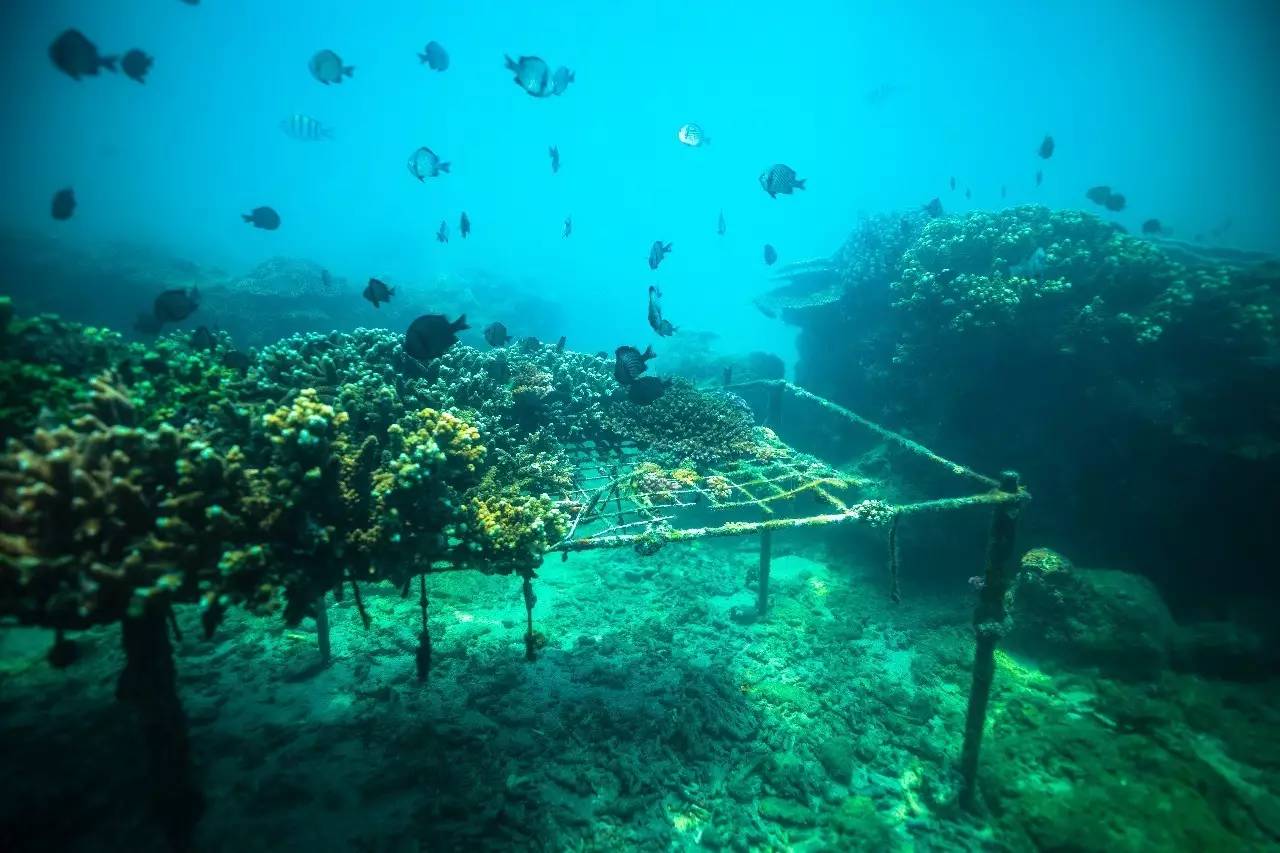 "倡导海洋环保理念,投身海洋环保事业"是分界洲岛一直以来并将持续去