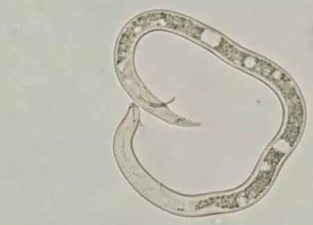植物寄生线虫危害:直接影响家畜健康和生产力,能传播炭疽病和锥体虫