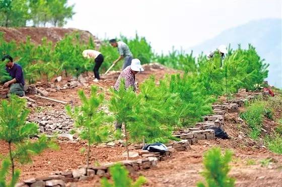 猜成语植树造林_植树造林手抄报(3)