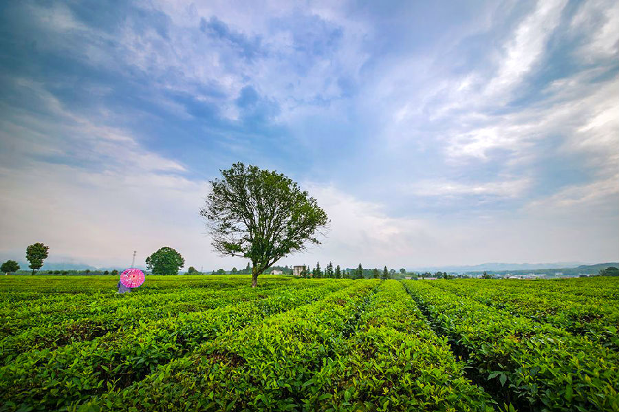 金井茶园