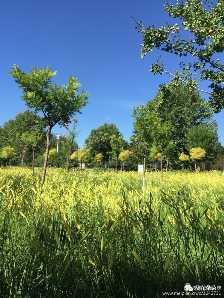 美如画,立秋时节遵化城区最美的风景!速来围观!