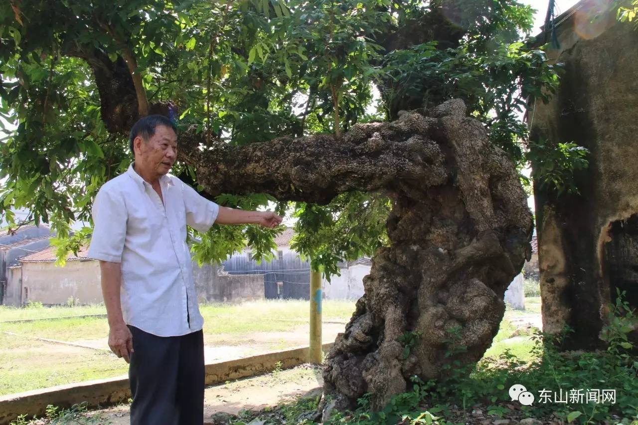 【神奇】200岁的龙眼树还能生,你见过吗?