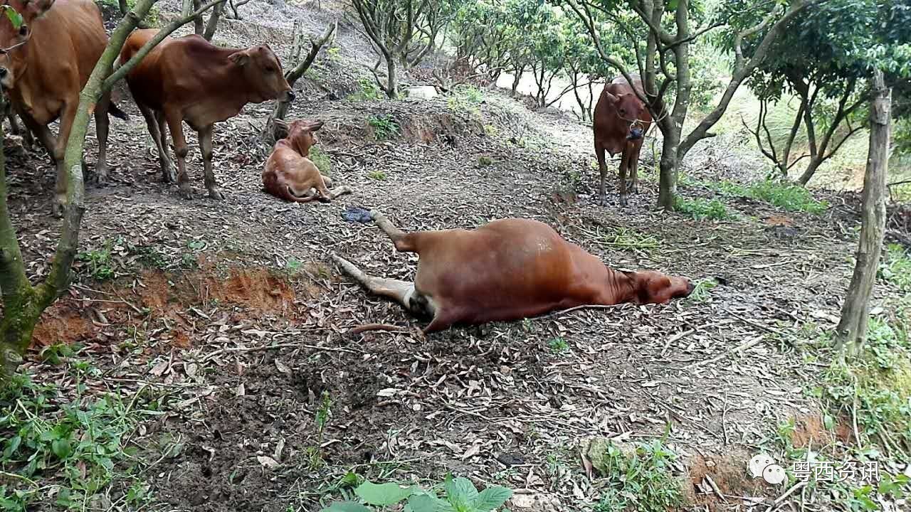 惨高州十几头牛离奇中毒五头抢救无效死亡