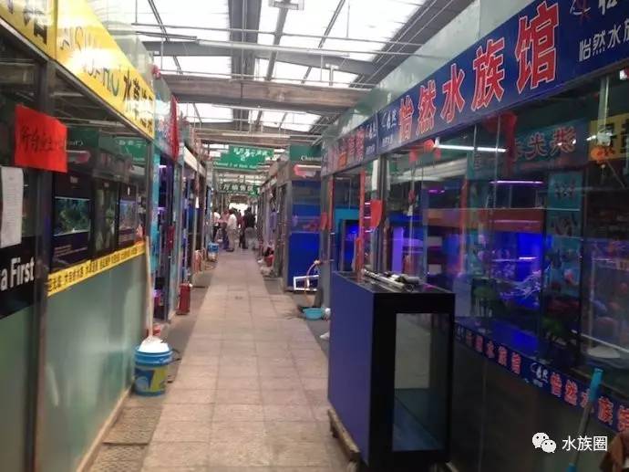 带你逛遍全北京的水族市场