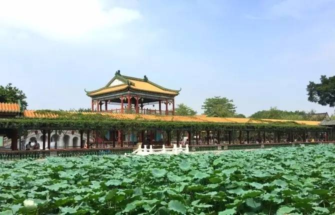 鹅公圩镇岸口村多少人口_钟山珊瑚镇金鹅村(3)