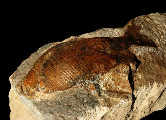 盘点:史上最怪异的古生物化石,历史被定格