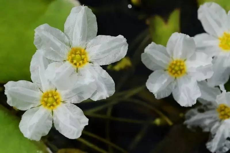 每周一花荇菜参差荇菜左右流之