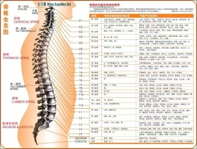 jpg,640x483,231kb,331_250 脊椎全息图 脊柱图解图片