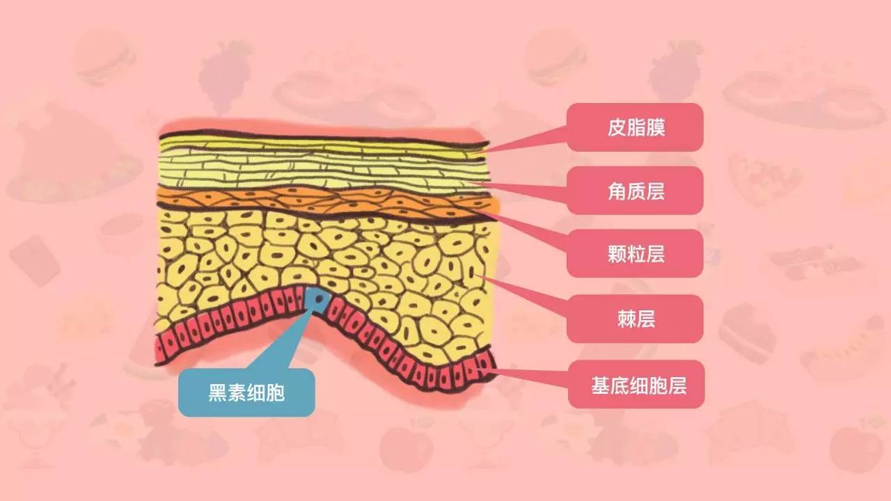 酶兴奋 美白丸的成分 从理论上讲 就有这两种功能 半胱氨酸能把黑色素