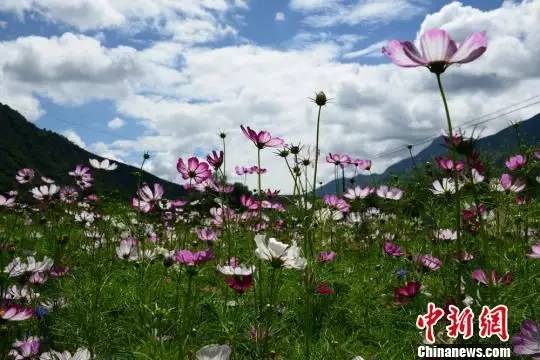 甘南迭部格桑花海扮靓藏地