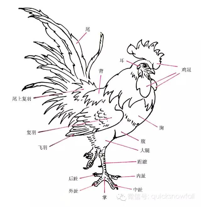 【国画技法】写意公鸡画图文教程