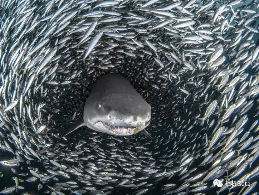 鲨鱼穿过"鱼群龙卷风"摄影作品