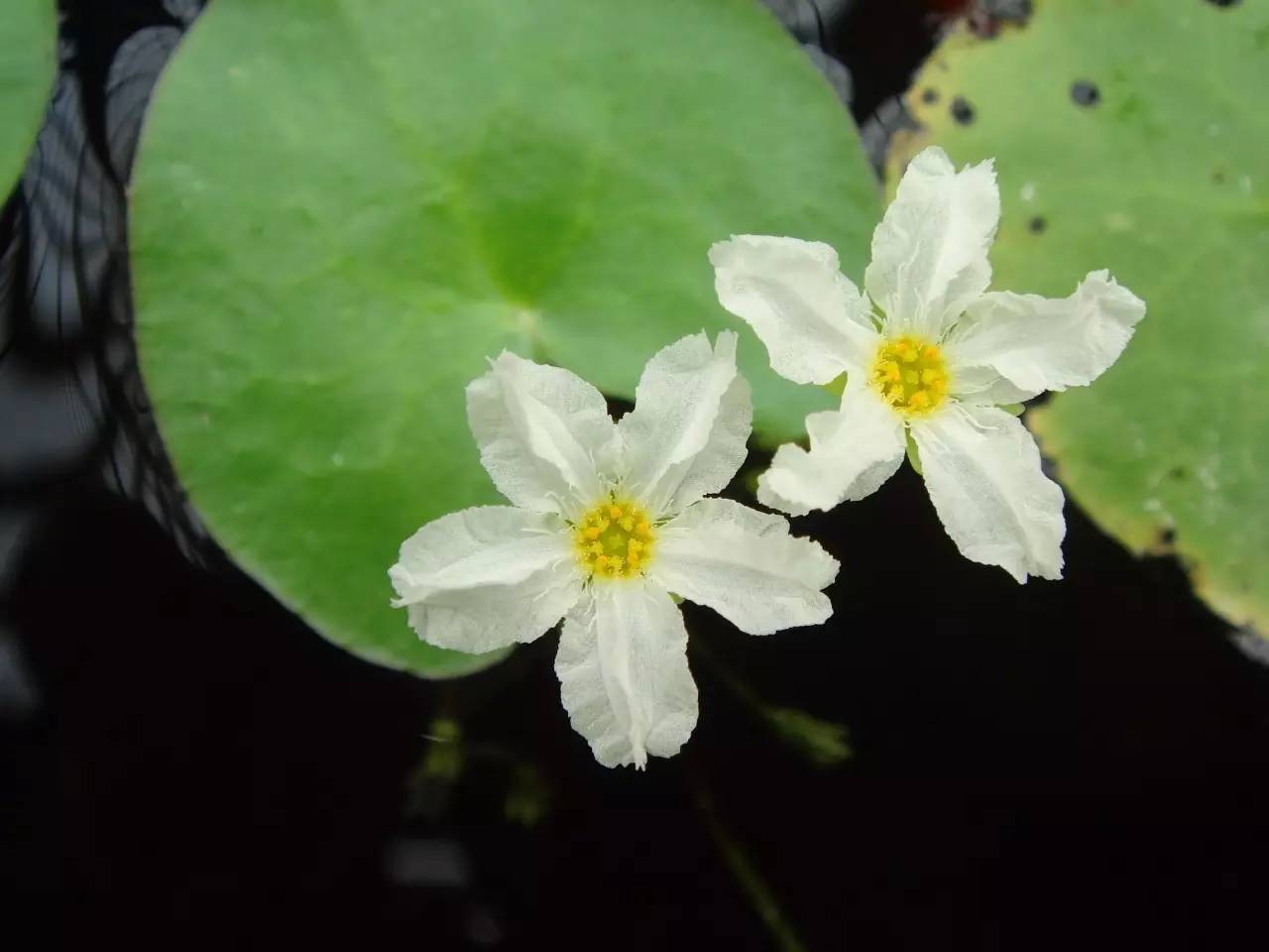 每周一花荇菜参差荇菜左右流之