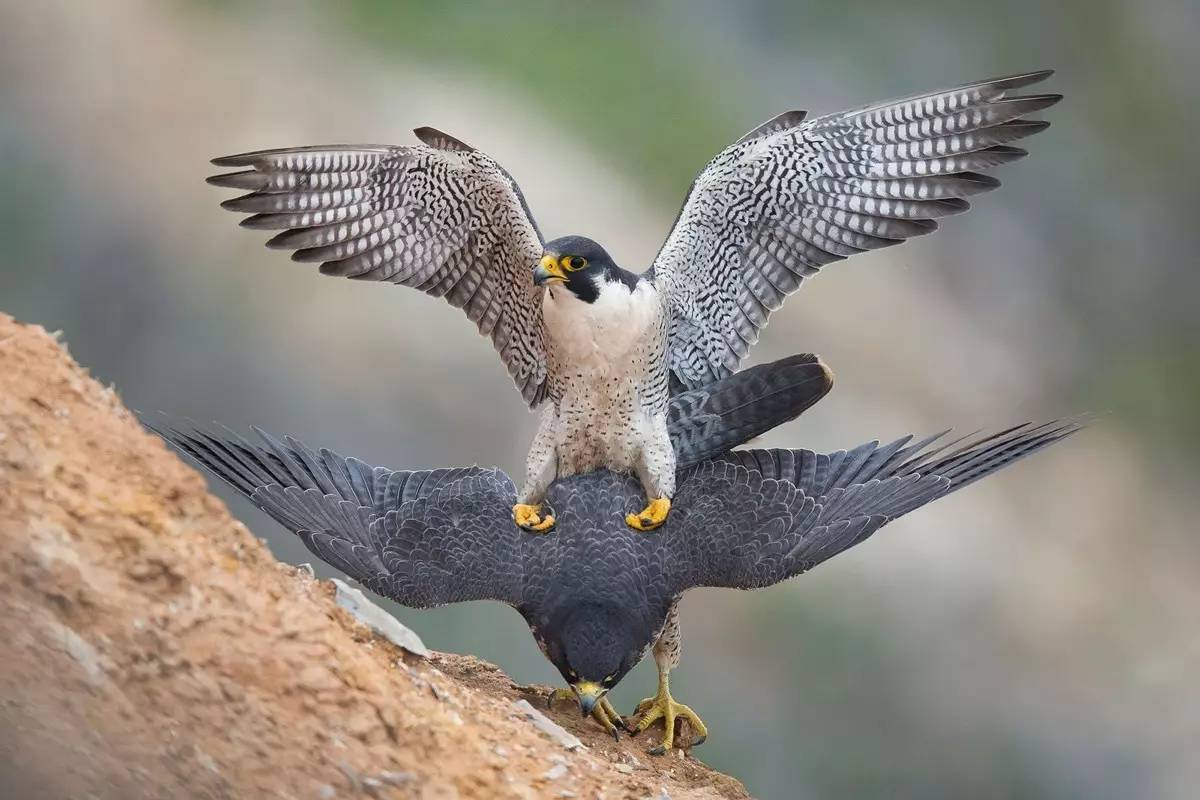 游隼 peregrine falcon  glenn conlan