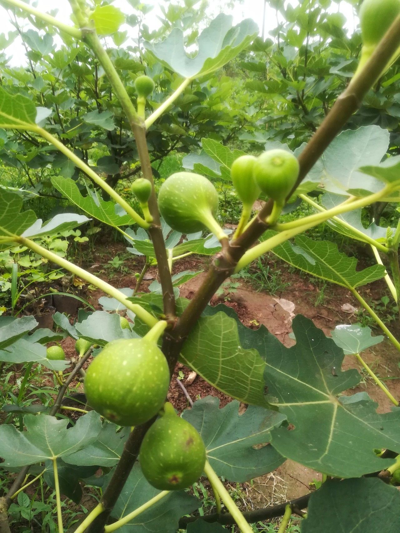 水果界新宠---无花果粉墨登场,快来巴南摘哦!