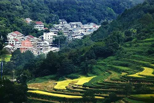 鹿城真正的天然氧吧是山福镇,满眼田园,绿意醉人.