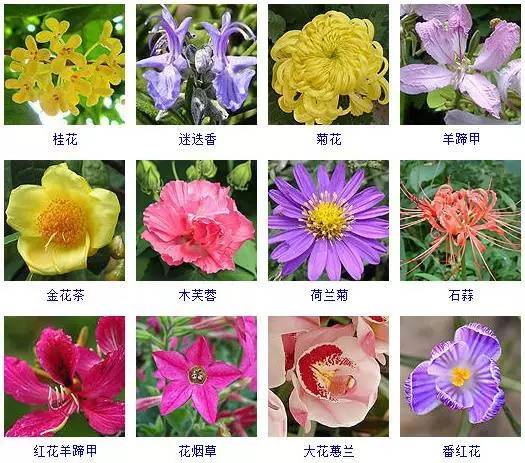 【植物赏析】这100多种观花植物,花期都是秋天,此时不